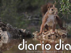 La especialización ecológica, el factor más relevante para el éxito evolutivo de las ardillas ante el cambio climático