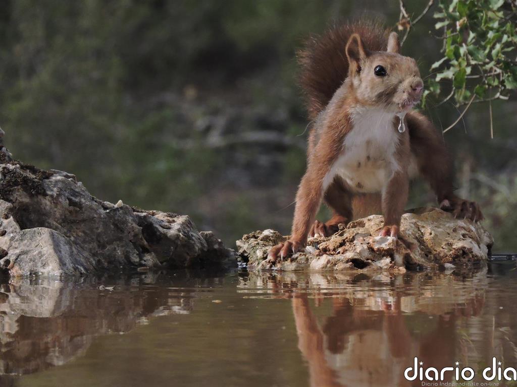 La especialización ecológica, el factor más relevante para el éxito evolutivo de las ardillas ante el cambio climático