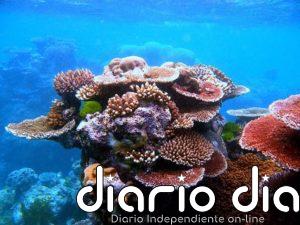 La Gran Barrera de Coral pierde la mitad de corales en tres décadas