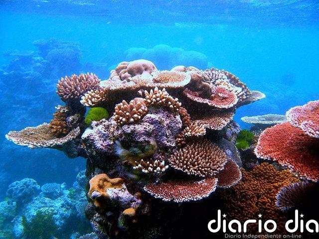 La Gran Barrera de Coral pierde la mitad de corales en tres décadas Grupo de corales
