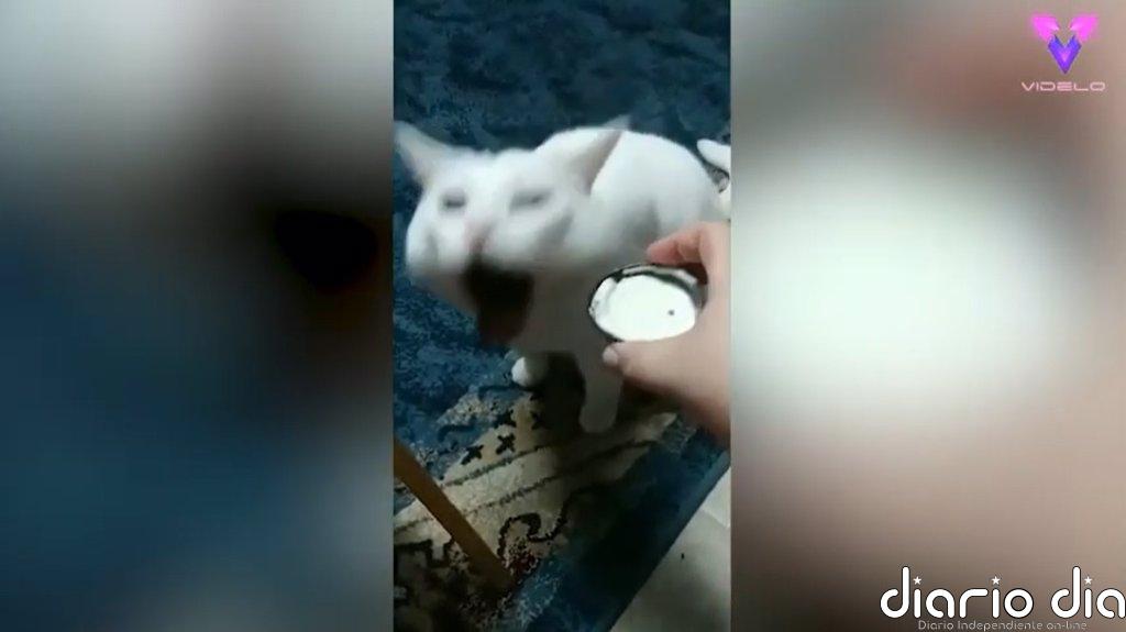 Las arcadas de este gato reaccionando a la comida que le ofrecen sus dueños se han hecho virales en Internet