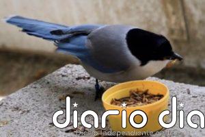 Las aves comparten comida con sus congéneres menos afortunados