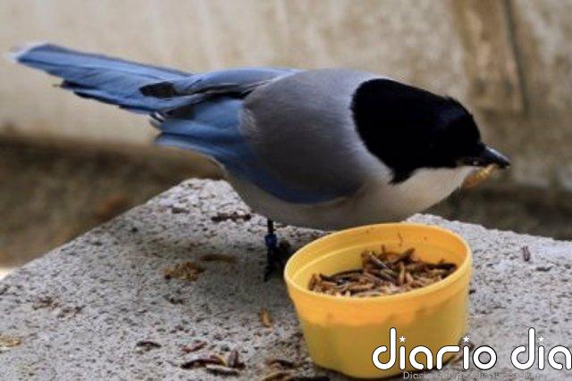 Las aves comparten comida con sus congéneres menos afortunados Ejemplar de urraca azul durante el experimento