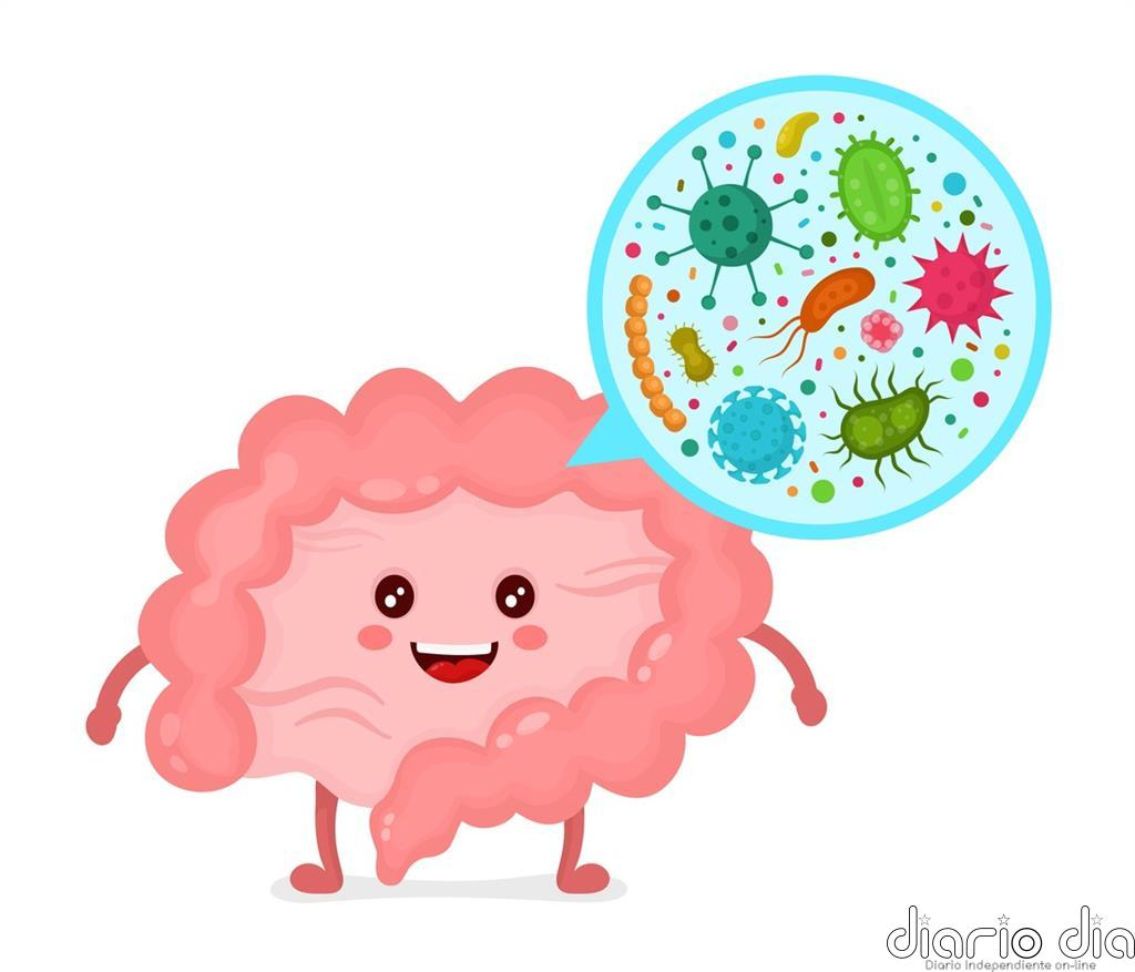 Los 8 puntos básicos que debes conocer sobre tu microbiota, "el órgano olvidado"
