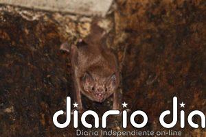 Los murciélagos vampiro guardan distancia social cuando enferman