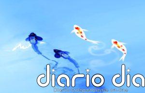 Nadar juntos ofrece beneficios hidrodinámicos a los peces