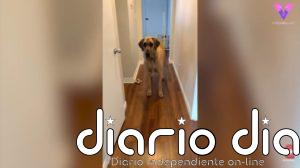 A pesar de su metro y medio de altura y sus 88 kilos este Gran Danés tiene miedo de absolutamente todo