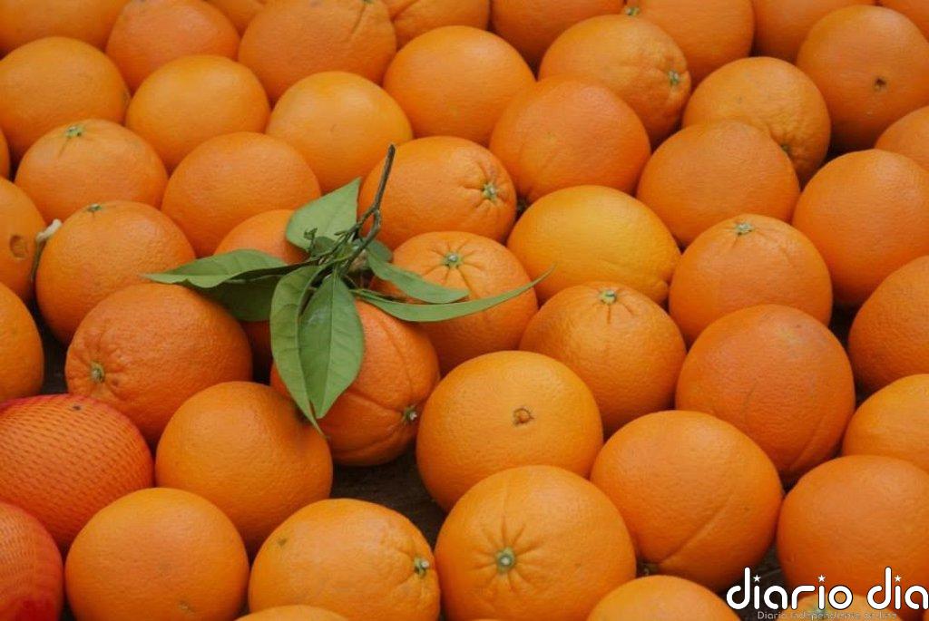 Asaja señala que la recolección de la naranja en la Vega del Guadalquivir se encuentra al 15-20%