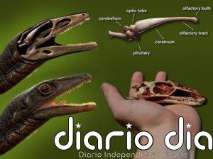 Así era el pequeño cerebro de uno de los dinosaurios más antiguos