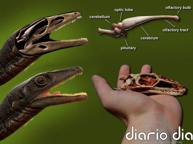 Así era el pequeño cerebro de uno de los dinosaurios más antiguos