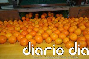 Ava-Asaja valora la rectificación del Ministerio de Consumo sobre la subida del IVA al zumo de naranja