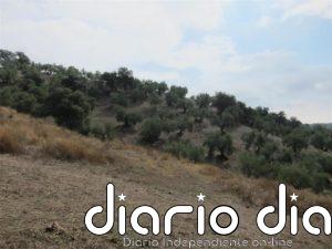 Avaela reclama medidas en la campaña de la aceituna en Andalucía para evitar contagios de covid y accidentes laborales