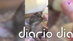 Brindabella, la wombat huérfana que sobrevivió a un accidente y se prepara para volver a la naturaleza