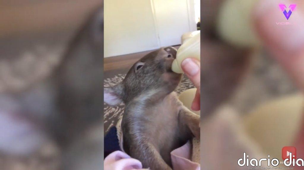 Brindabella, la wombat huérfana que sobrevivió a un accidente y se prepara para volver a la naturaleza