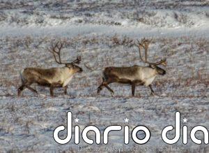 Cambios masivos en los animales del Ártico por el cambio climático