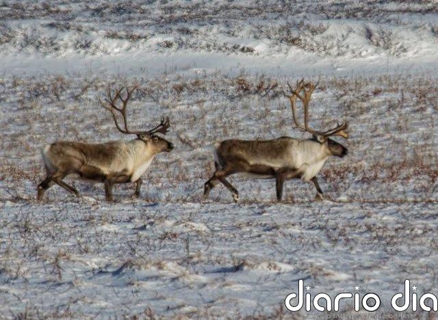Cambios masivos en los animales del Ártico por el cambio climático Caribús