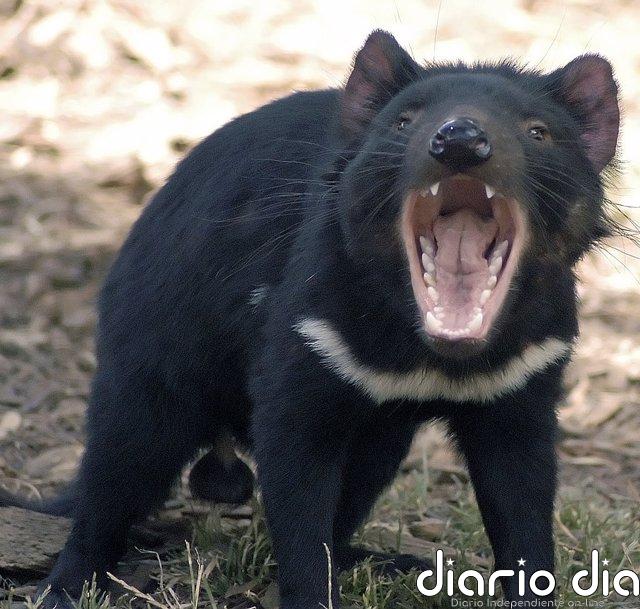 Cómo la lucha contra un tumor salvó al demonio de Tasmania