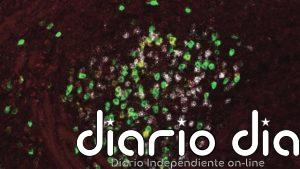 ¿Cómo se genera el miedo en el cerebro?