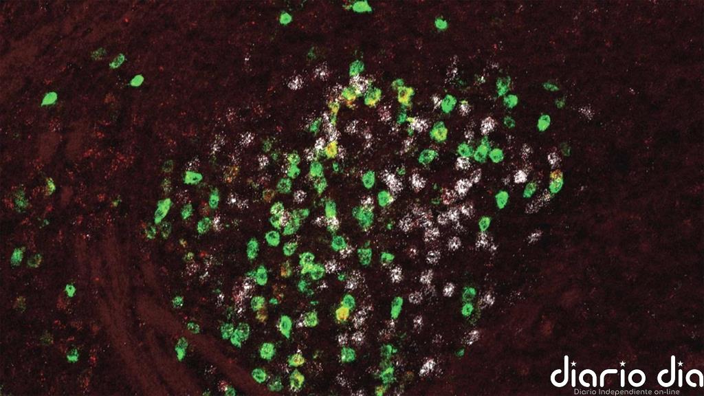 ¿Cómo se genera el miedo en el cerebro?