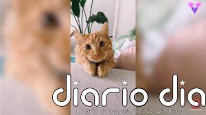 Con cara de "gato con botas", este gato pelirrojo de ojos grandes y redondos consigue lo que quiere de su dueña