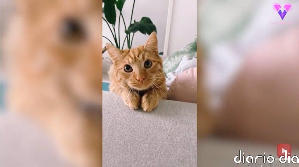 Con cara de "gato con botas", este gato pelirrojo de ojos grandes y redondos consigue lo que quiere de su dueña