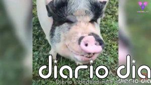 Conoce a Chowder, el cerdo de gran tamaño que se cree y se comporta como un perro