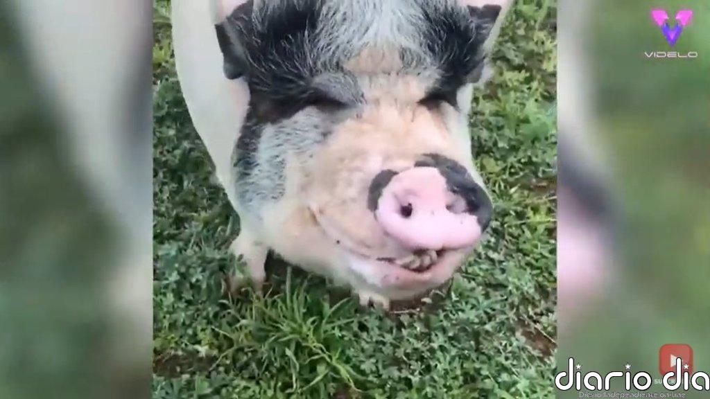 Conoce a Chowder, el cerdo de gran tamaño que se cree y se comporta como un perro
