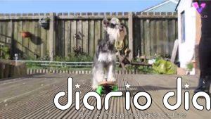 Conoce a Luna, la Schnauzer miniatura que monta en monopatín