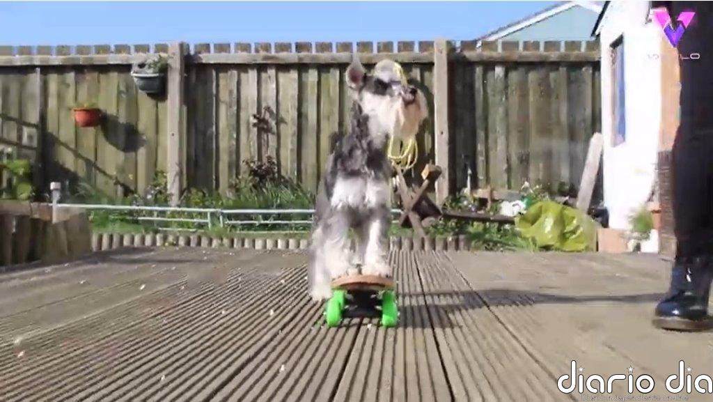 Conoce a Luna, la Schnauzer miniatura que monta en monopatín