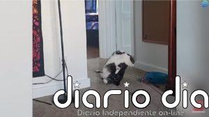 10 vídeos sorprendentes que nos ha dejado este 2020