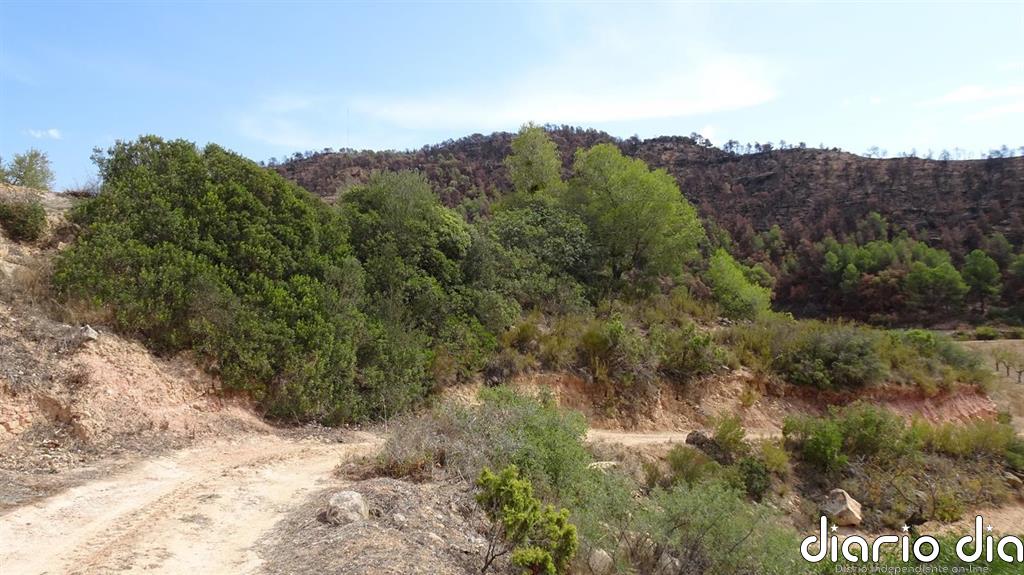 Acaban los trabajos forestales en los bosques incendiados en la Ribera d'Ebre (Tarragona) en 2019