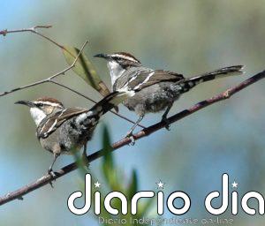 Adaptaciones equivocadas al cambio climático observadas en aves