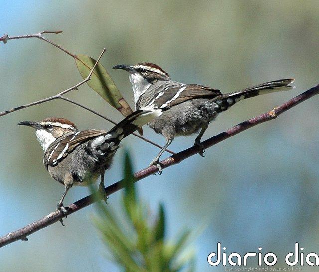 Adaptaciones equivocadas al cambio climático observadas en aves