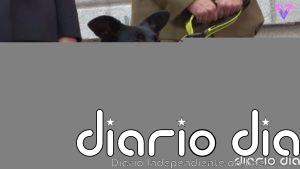 'Adopta un Jubilado', la iniciativa de Madrid para encontrar hogar a los perros de las Fuerzas y Cuerpos de Seguridad