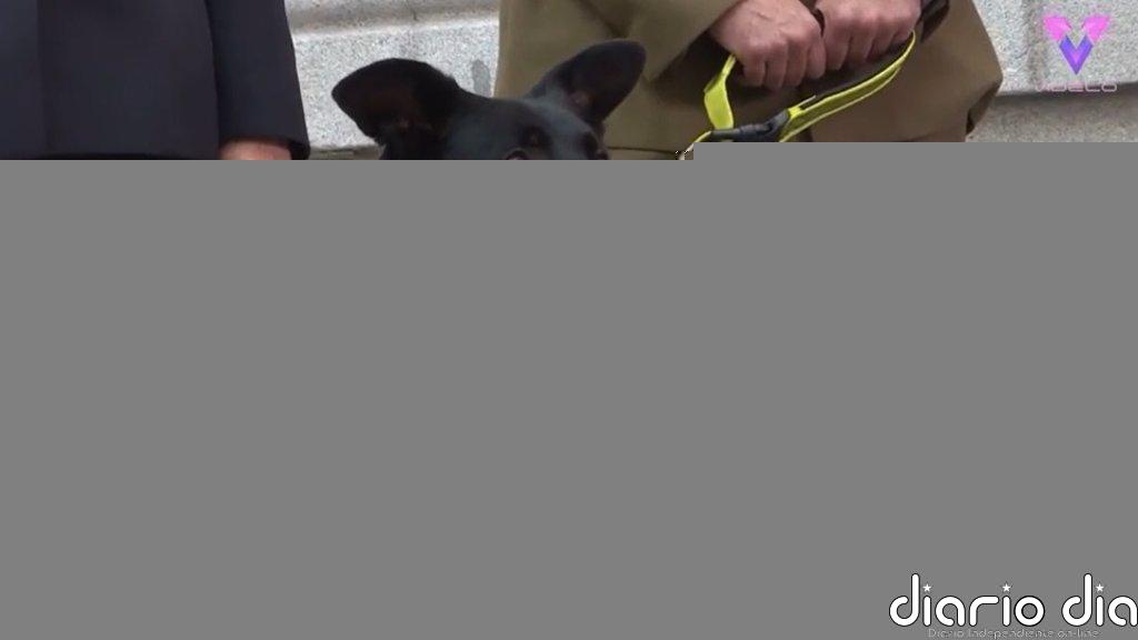 'Adopta un Jubilado', la iniciativa de Madrid para encontrar hogar a los perros de las Fuerzas y Cuerpos de Seguridad