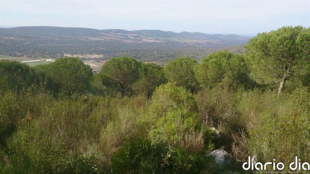 Ampliado el plazo de pedir ayudas para aumentar el valor de productos forestales y prácticas sostenibles en Extremadura