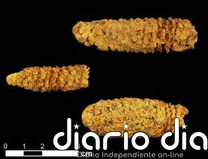 Antiguos mesoamericanos importaron variedades más productivas de maiz