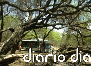 Asesinado en Perú un ecologista amenazado por traficantes de especies forestales