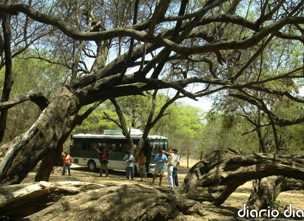 Asesinado en Perú un ecologista amenazado por traficantes de especies forestales