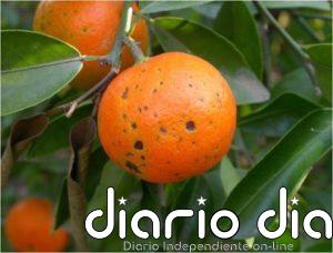 AVA-Asaja advierte de que la supresión del Mancozeb encarecerá un 25% los tratamientos y agravará enfermedades de frutas