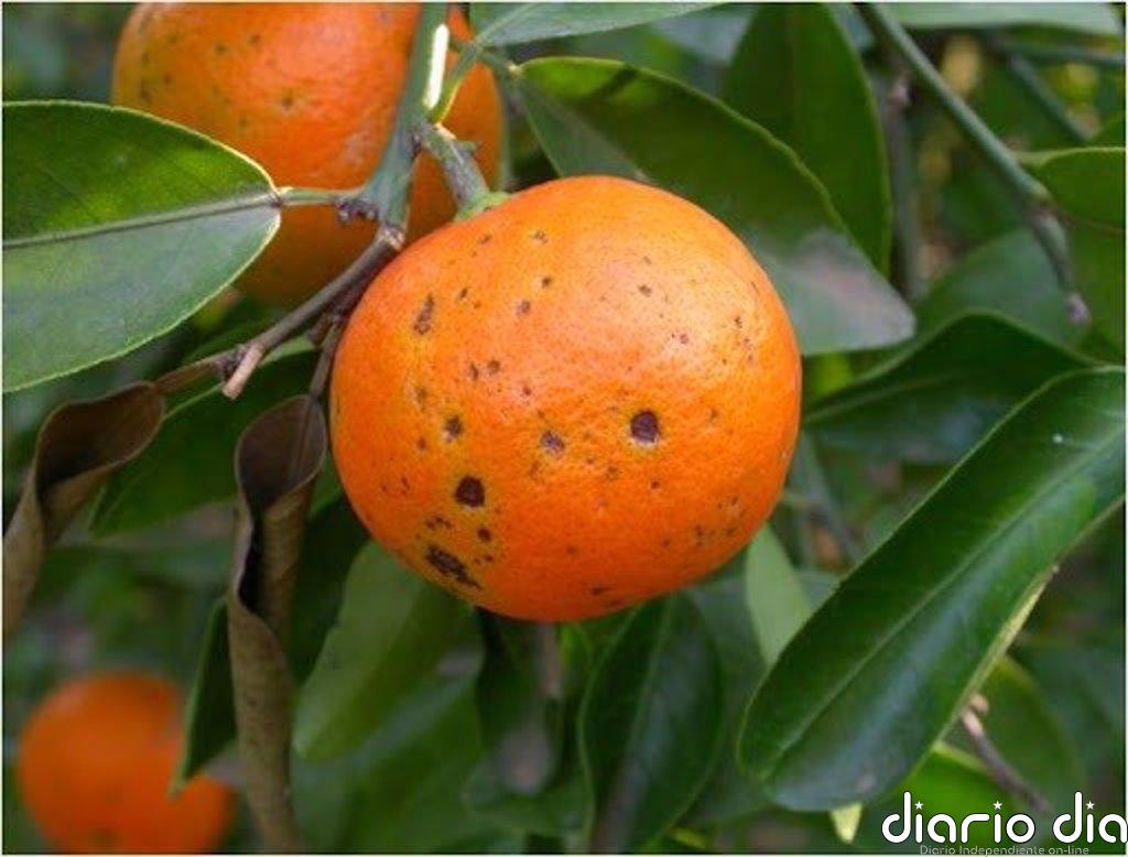 AVA-Asaja advierte de que la supresión del Mancozeb encarecerá un 25% los tratamientos y agravará enfermedades de frutas