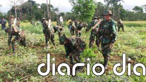 Bolivia señala que bajo el Gobierno interino de Áñez aumentaron los excedentes de cultivos de coca