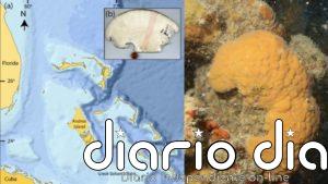 600 años de registro climático en una esponja marina