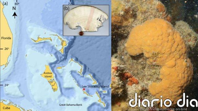 600 años de registro climático en una esponja marina