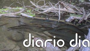 Anguilas eléctricas cazan en manada como los lobos