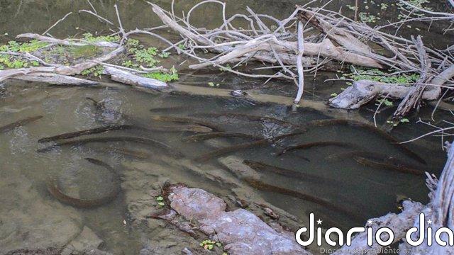 Anguilas eléctricas cazan en manada como los lobos