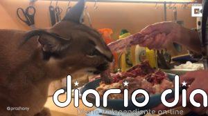 Así es vivir con un gato caracal salvaje