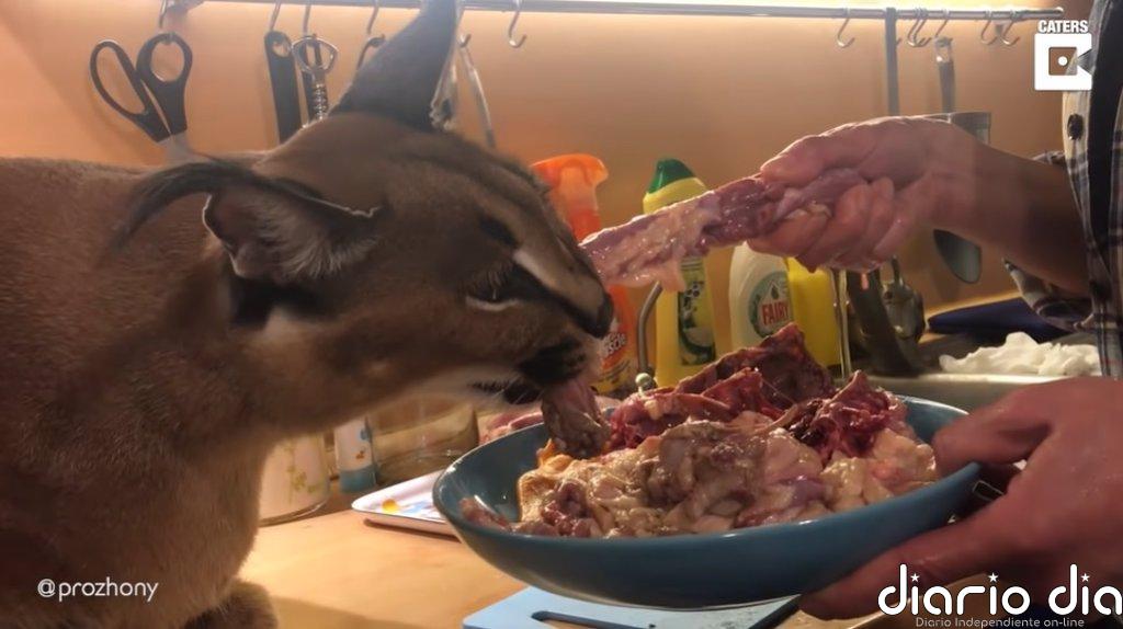 Así es vivir con un gato caracal salvaje