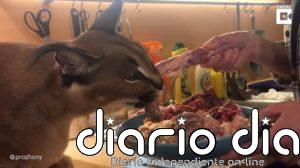 Así es vivir con un gato caracal salvaje