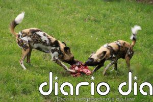 Compartir con perros carne sobrante propició su rápida domesticación